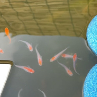 非透明鱗紅白「小町」選抜漏れ