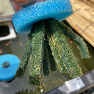 非透明鱗紅白「小町」選抜漏れの画像