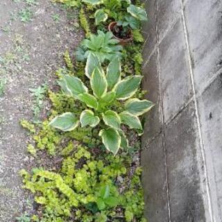 （一旦中止中）斑入りギボウシ（1苗）の画像