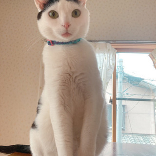 推定2歳の元気な男の子