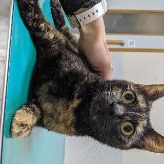 サビ猫の女の子です🐱