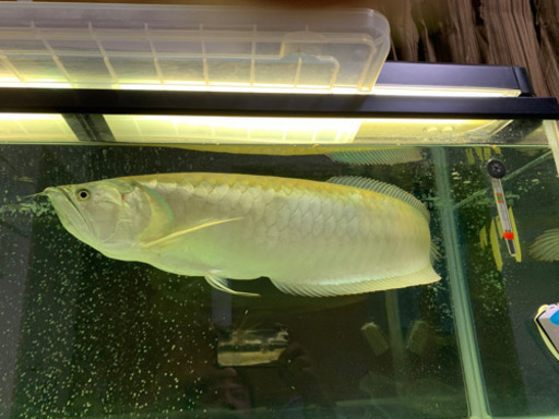 シルバーアロワナ　熱帯魚