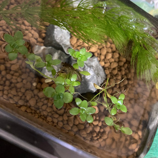 ザリガニ　約2cm