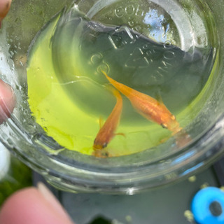 メダカ（楊貴妃）です。