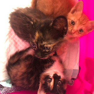 かわいい兄妹子猫生涯可愛がってくださる方