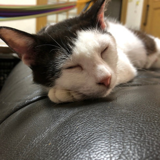 成猫　推定3才　里親募集