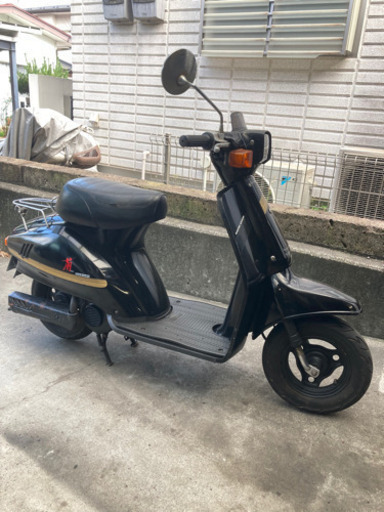 スズキ　蘭　希少ブラック