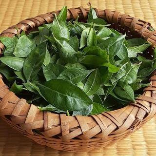 生葉ヘナトリートメントづくりワークショップの画像