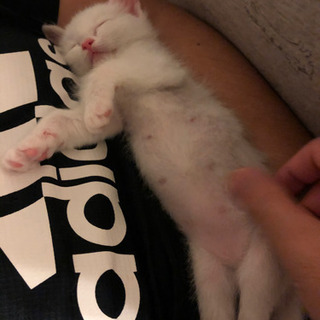 1ヶ月半の仔猫