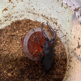 ノコギリクワガタ　紀州産天然物　♂2匹♀1匹　