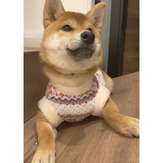 柴犬の女の子です❤️