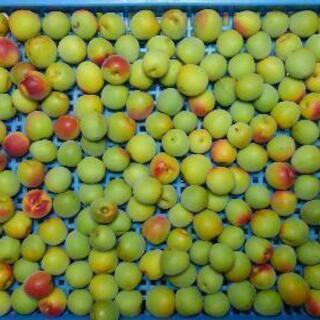 （本日限定）青黄梅11kg