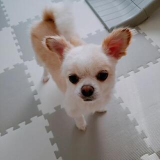 4歳オス　チワワ
