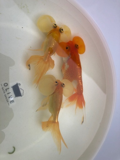 金魚　水泡眼　3匹1500円