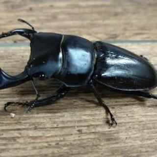 6月20日にカブトムシクワガタ取りに行きませんか？の画像