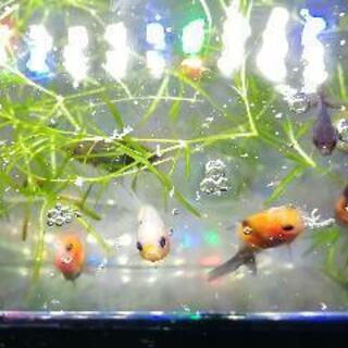 完売しました☆巨大化する金魚・ジャンボ東錦の幼魚☆水草のオマケ有...