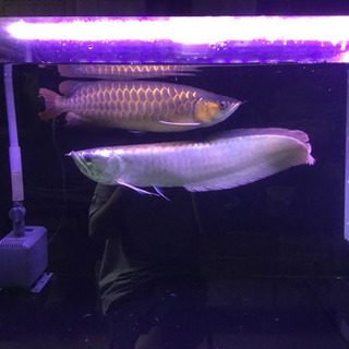 アロワナ仲間募集