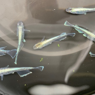 煌びやかに輝く「鱗光メダカ」の稚魚（針子）20匹〜でワンコイン500円　野外自然光飼育ですの画像