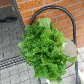 アジアの食材の料理を紹介の会