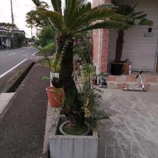 ソテツ