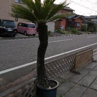 ソテツ　2