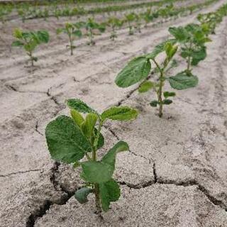 農業(短期アルバイト)夏休みにどうですか！