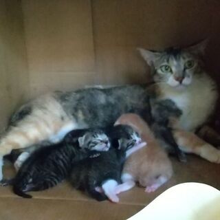 親子５匹で迎えていただきました！三毛母１才＆5/29生子猫