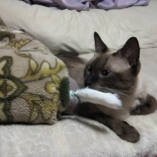 飼い猫が脱走しました