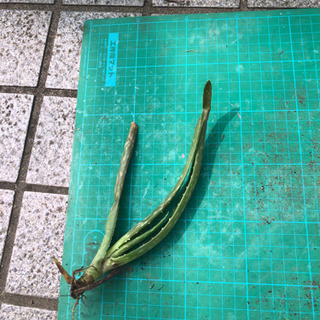 アロエベラ苗3本　②の画像