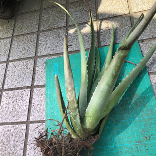 アロエベラ苗　一本　③