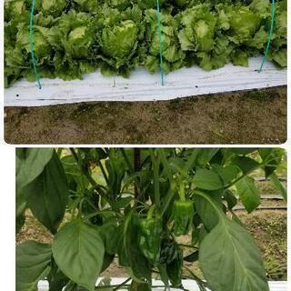 ③農家の新鮮野菜！毎朝採れたて