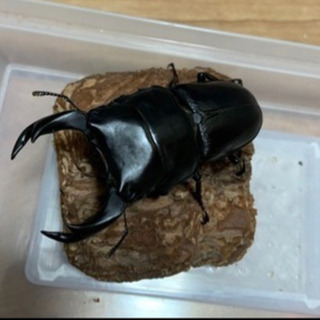オオクワガタ♂＋♀三匹