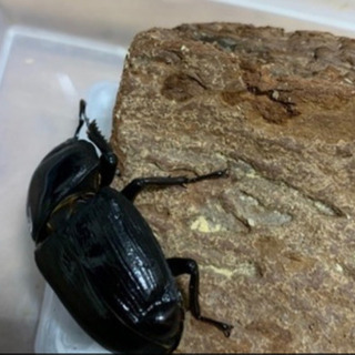 オオクワガタ♂＋♀三匹の画像