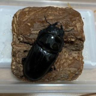 オオクワガタ♂＋♀三匹の画像