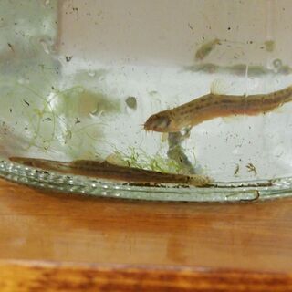 日淡水魚　ドジョウ　天然固有種　水槽　魚　飼育