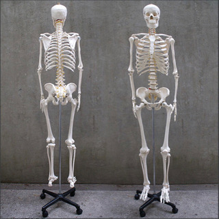 人体骨格模型 約166cm