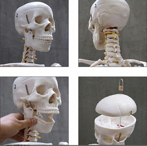 人体骨格模型 約166cm