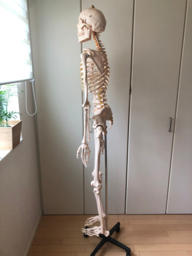 人体骨格模型 約166cm