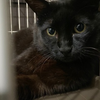 無人島に捨てられていた黒猫くん - 佐世保市