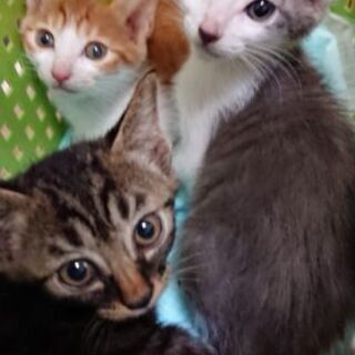 わんぱく甘えん坊の3兄弟子猫