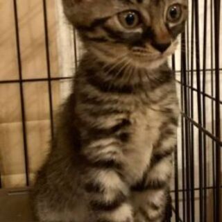 わんぱく甘えん坊の3兄弟子猫 - 猫