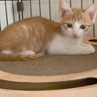 わんぱく甘えん坊の3兄弟子猫 − 東京都