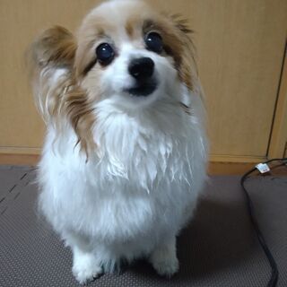 パピヨン　１３歳 女の子