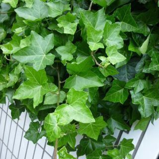 アイビーあげます！の画像