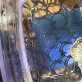 数量限定　子⛴日本淡水魚ナマズ　小　最安値