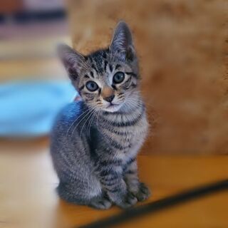 生後3ヶ月 子猫