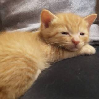抱きしめたくなるカワユさ柄違い子猫４兄妹