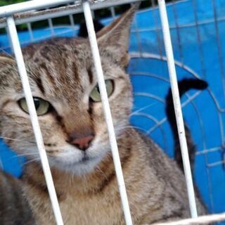 ３歳の姉妹猫ちゃん