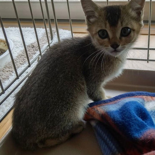 保護子猫ちゃんの里親募集です。アビシニアンの雑種の様な子猫です。...