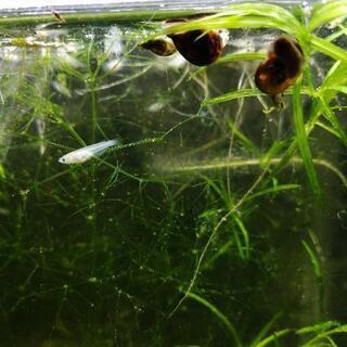 メダ活始めませんか??☆お得!!ミックスメダカの稚魚30匹以上☆...